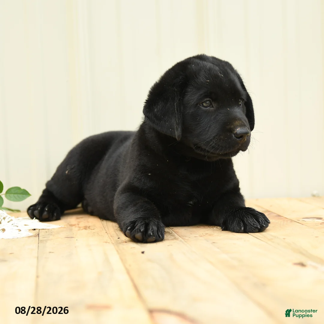Labrador Retriever dogs for sale: Gretchen - Ad 5