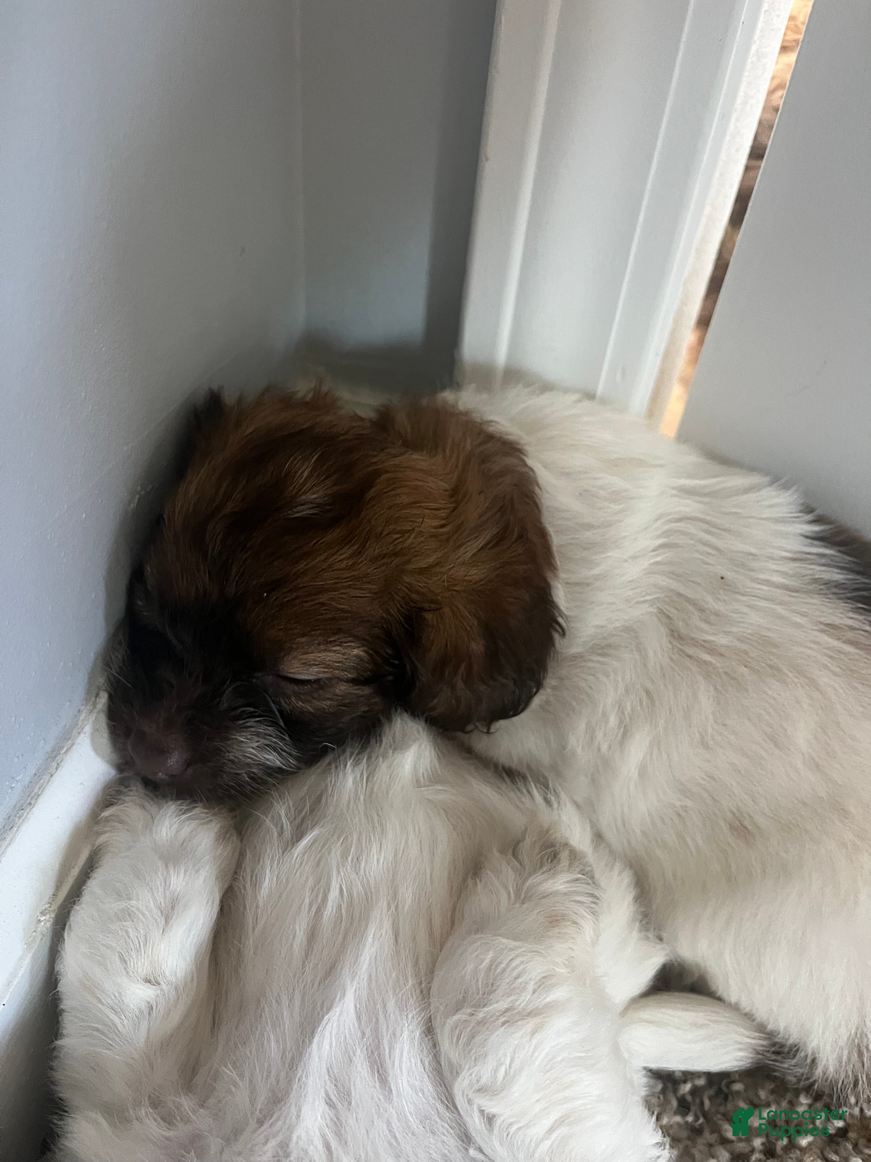 Shihpoo dogs for sale: Shihpoo 4 - Ad 4