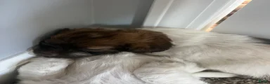 Shihpoo 4