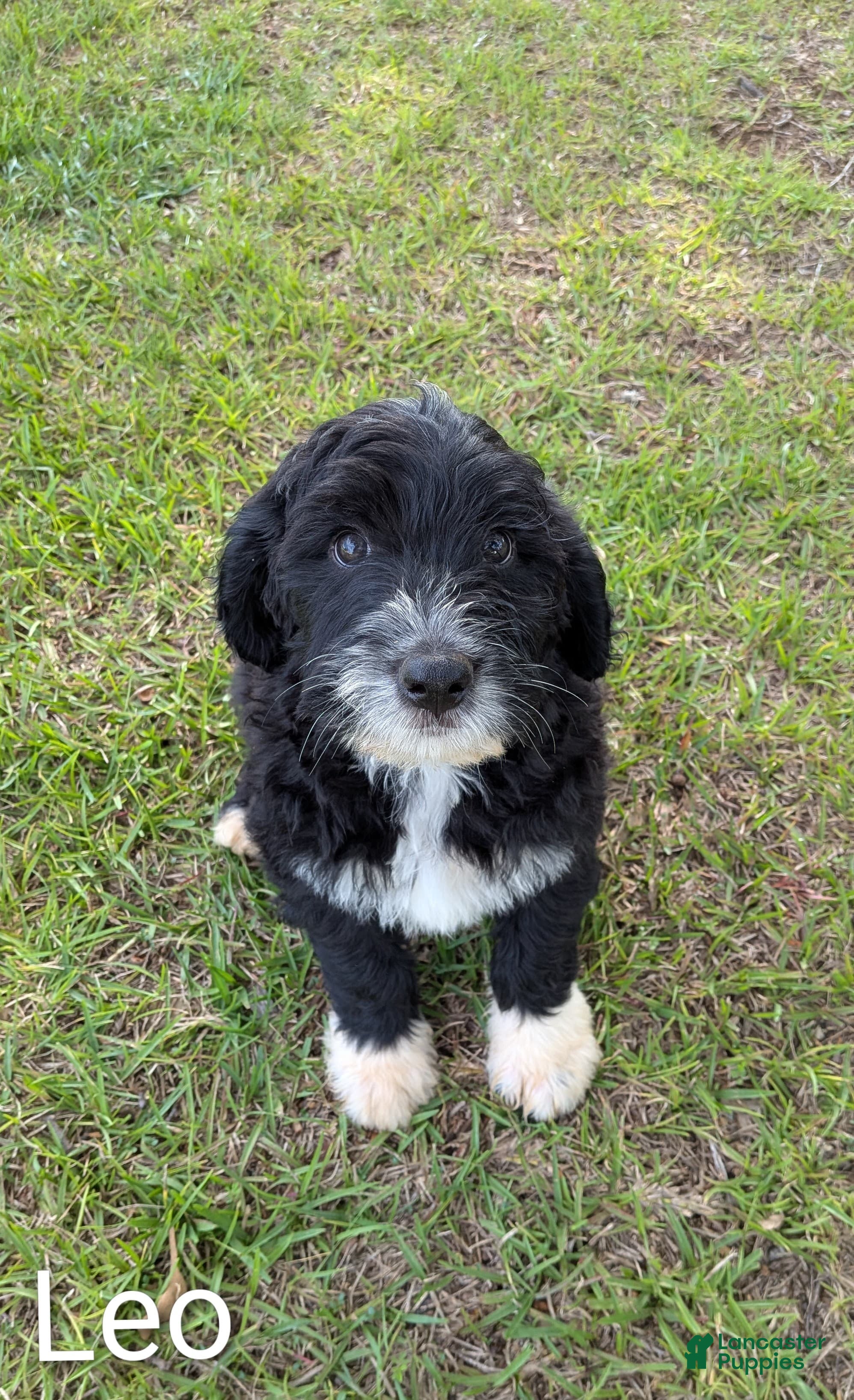 Mixed Breed dogs Leo - Ad 2