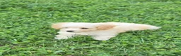 Toy Poodle dogs for sale: Milo - Ad 4