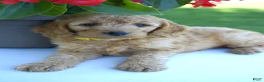 Cookie-F1b