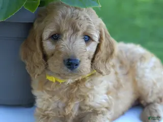 Mini Goldendoodle dogs Cookie-F1b - Ad 18