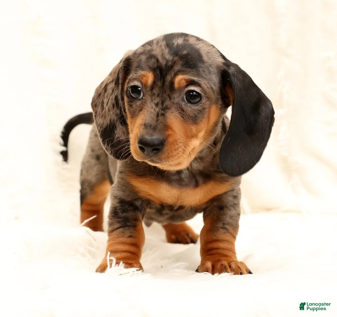 Miniature Dachshund dogs for sale: Nemo - Ad 3