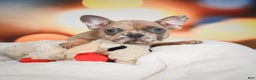 French Bulldog dogs for sale: Gus - Ad 1