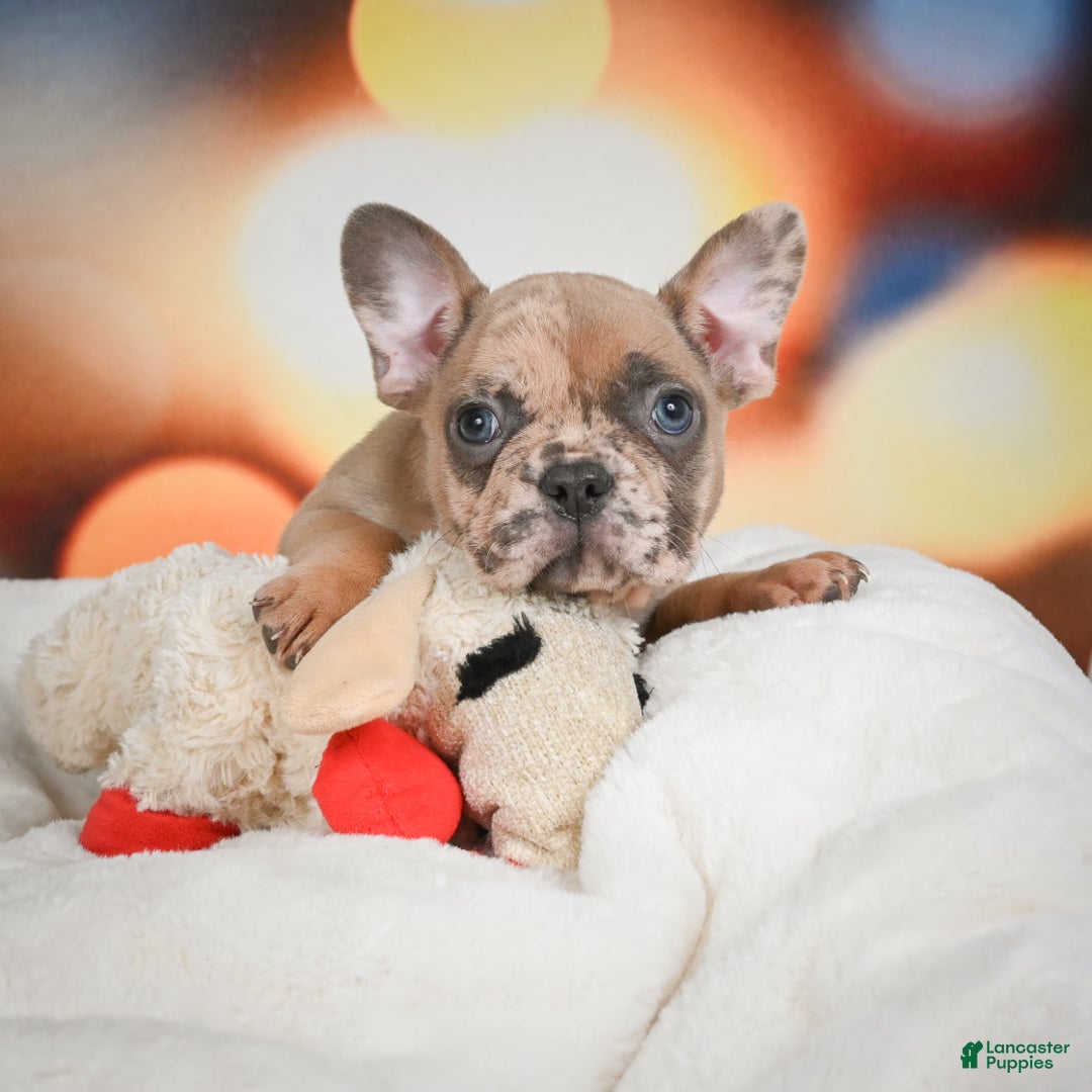 French Bulldog dogs for sale: Gus - Ad 1