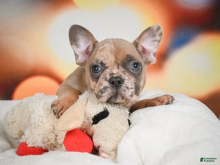 French Bulldog dogs Gus - Ad 21