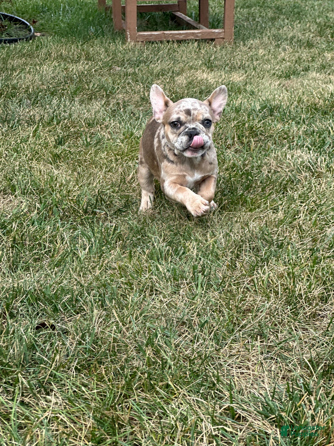 French Bulldog dogs for sale: Eva - Ad 8