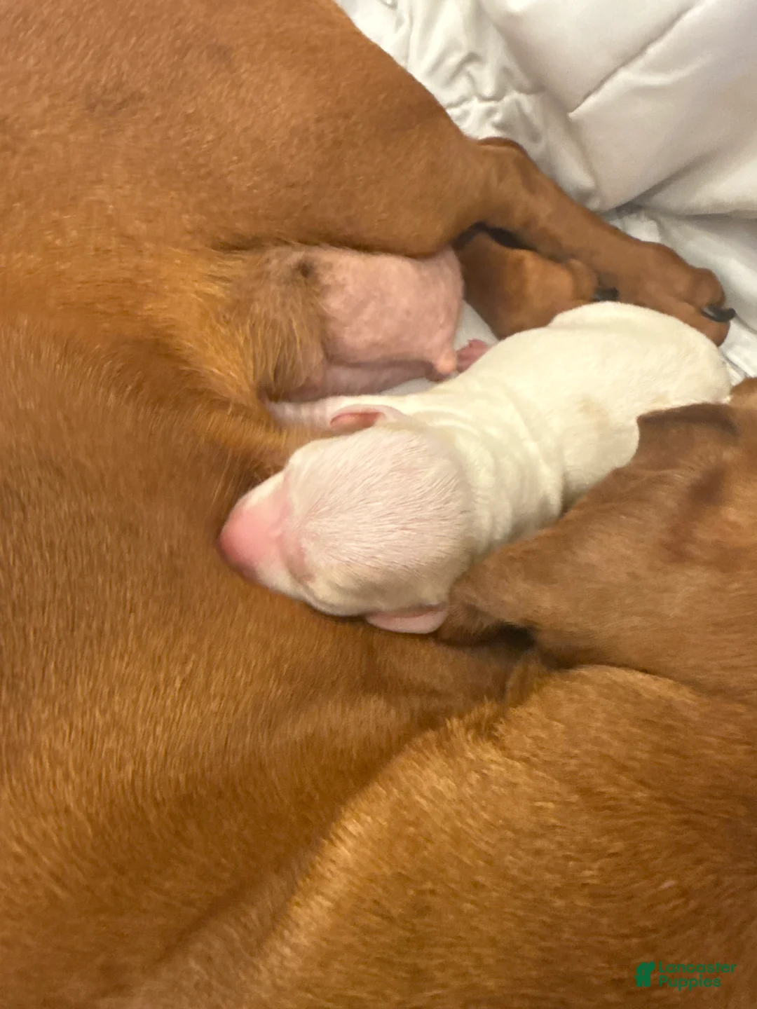 Miniature Dachshund dogs for sale: Miniature Dachshund Puppy 2 - Ad 2