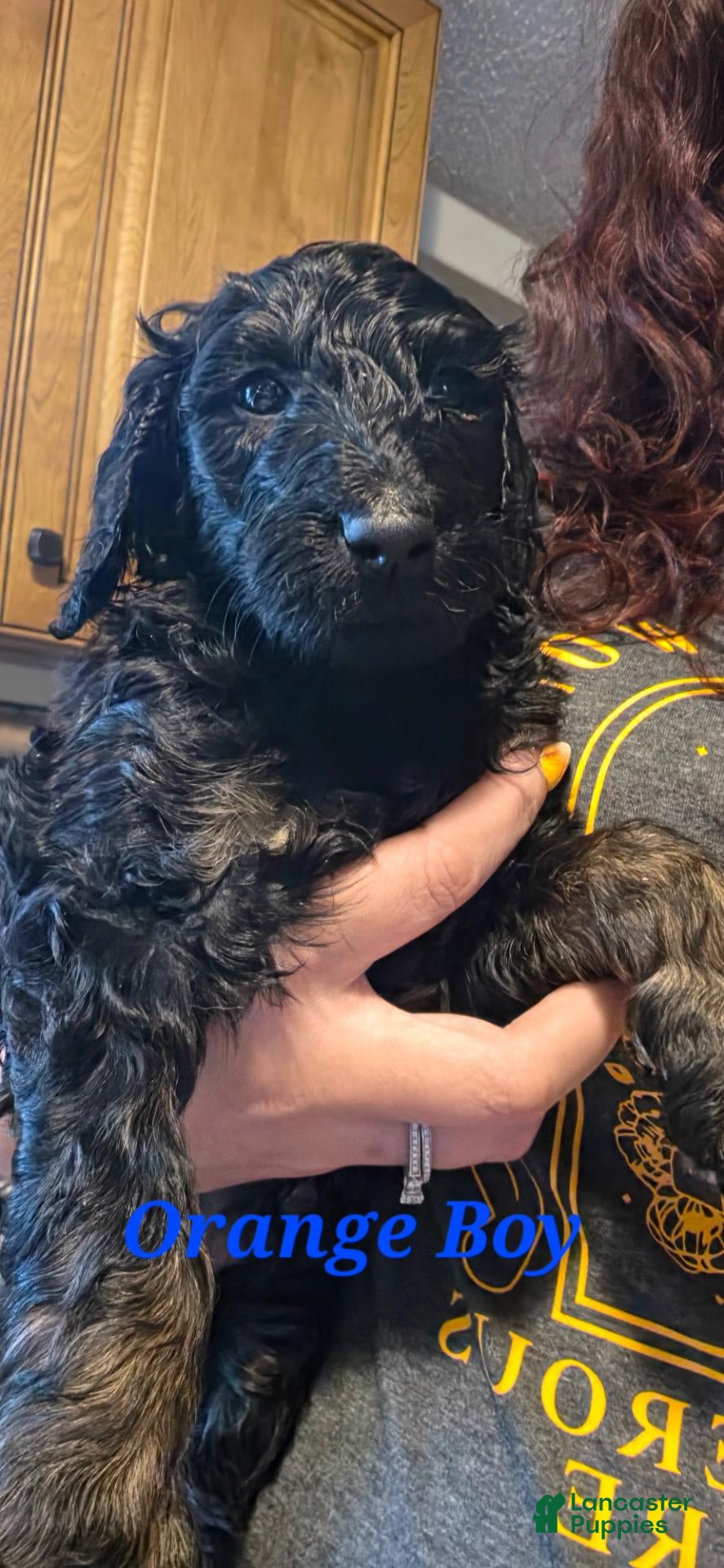 Standard Poodle dogs Orange - Ad 36
