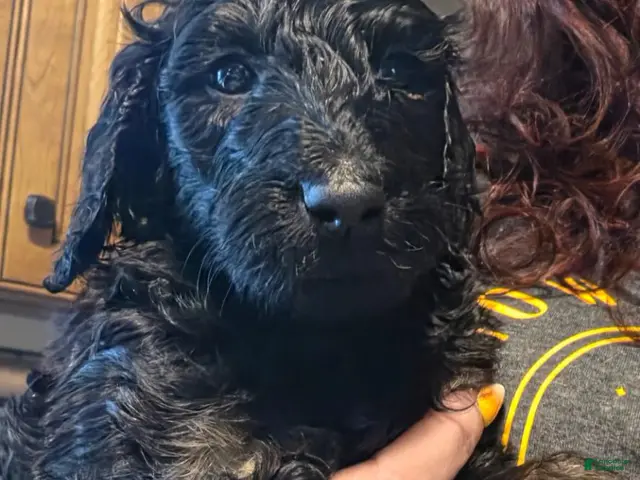 Standard Poodle dogs for sale: Orange - Ad 11