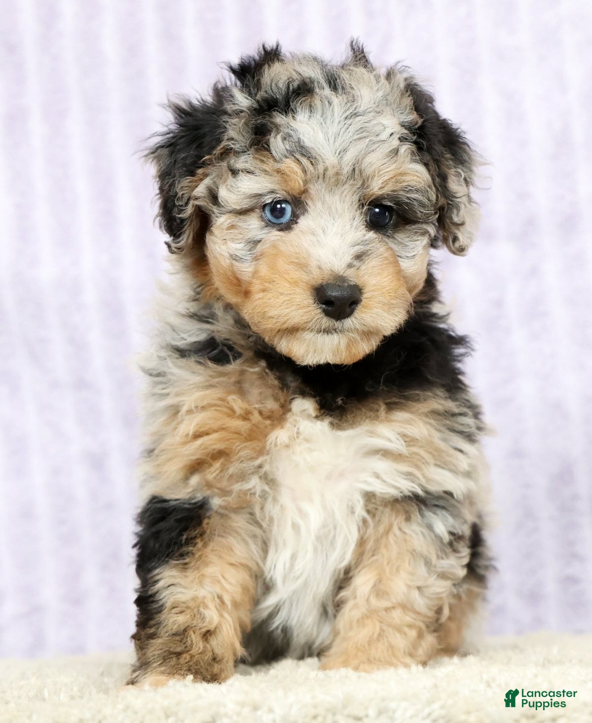 Mini Aussiedoodle dogs Mindy - Ad 1