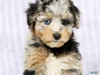 Mini Aussiedoodle dogs for sale: Mindy - Ad 3