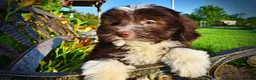 Havapoo dogs for sale: Emma - Ad 4