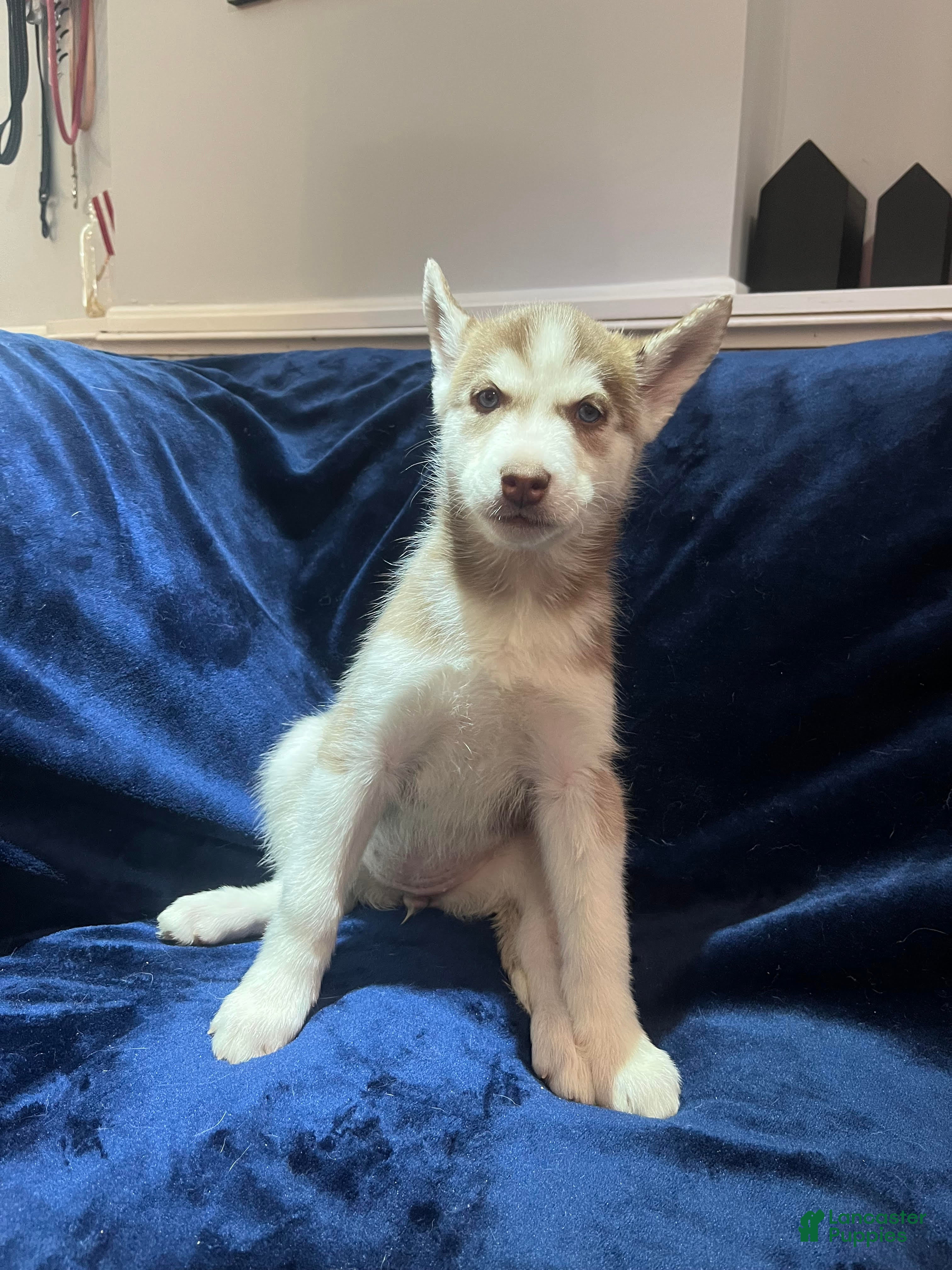 Siberian Husky dogs Nala - Ad 1