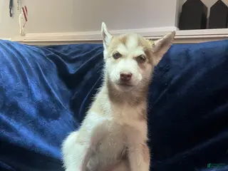 Siberian Husky dogs for sale: Nala - Ad 1