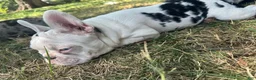 French Bulldog dogs for sale: French Bulldog 7 - Ad 3