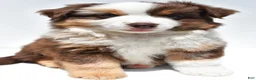 Miniature Australian Shepherd dogs for sale: Monica - Ad 7