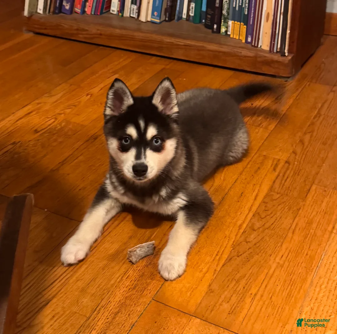 Alaskan Klee Kai dogs for sale: Alaskan Klee Kai Puppy 1 - Ad 2