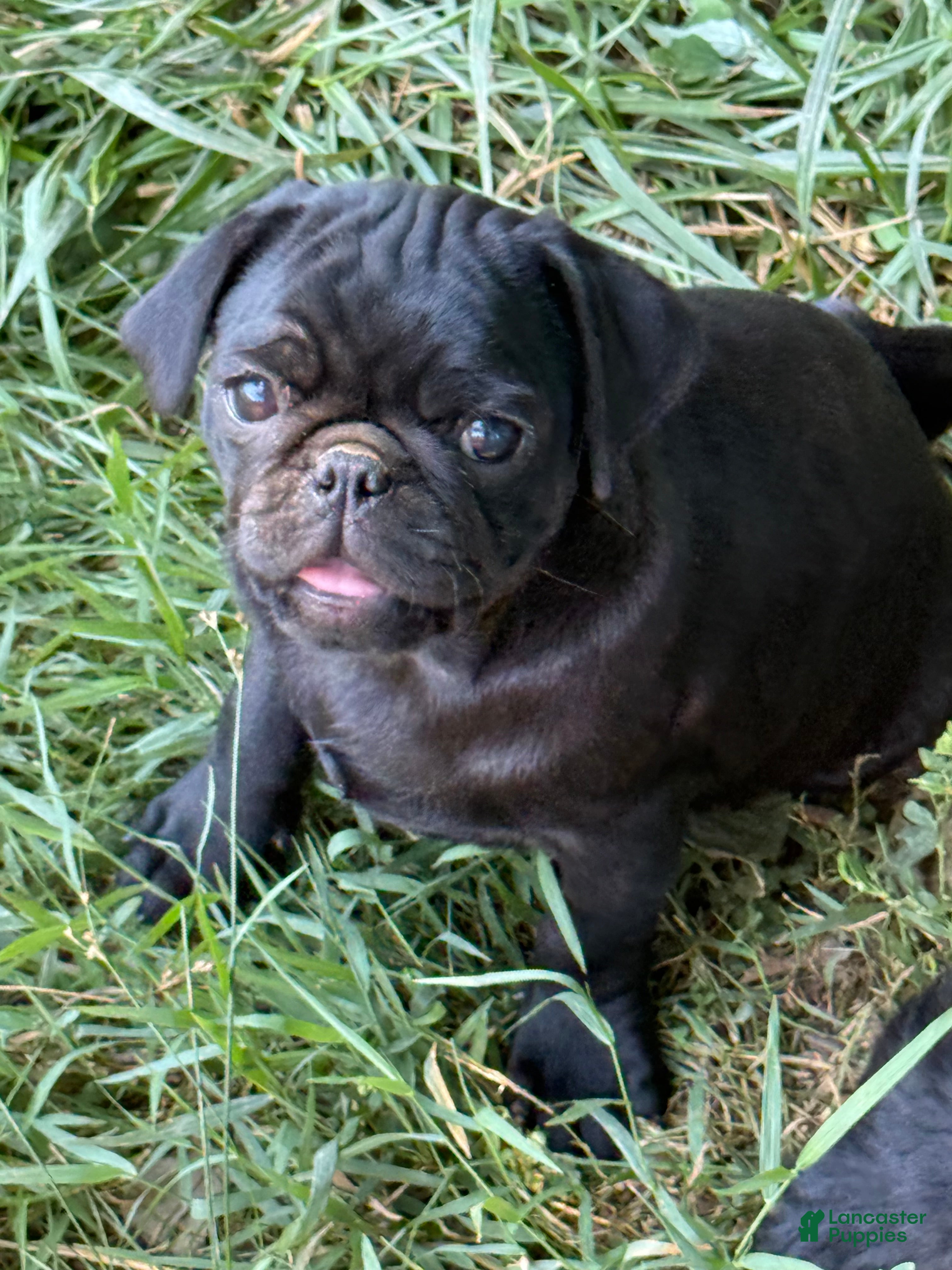 Pug dogs Patrick - Ad 6