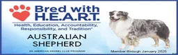Australian Shepherd dogs for sale: Addie - Ad 5