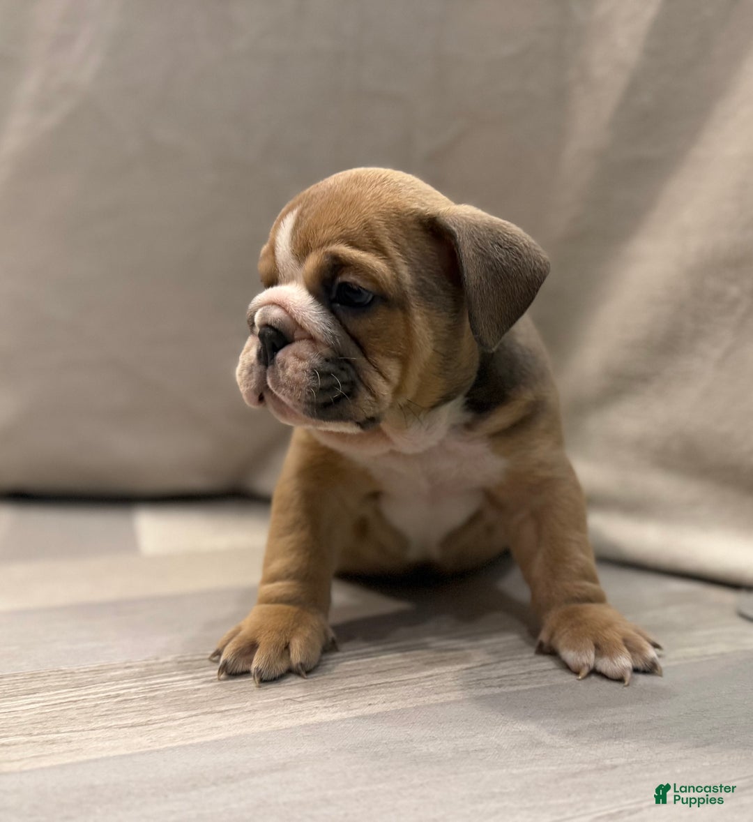 English Bulldog dogs for sale: Turbo - Ad 6
