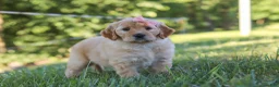 Mixed Breed dogs for sale: Jada - Ad 4