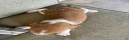 Basset Hound dogs for sale:  Puppy 1 - Ad 5