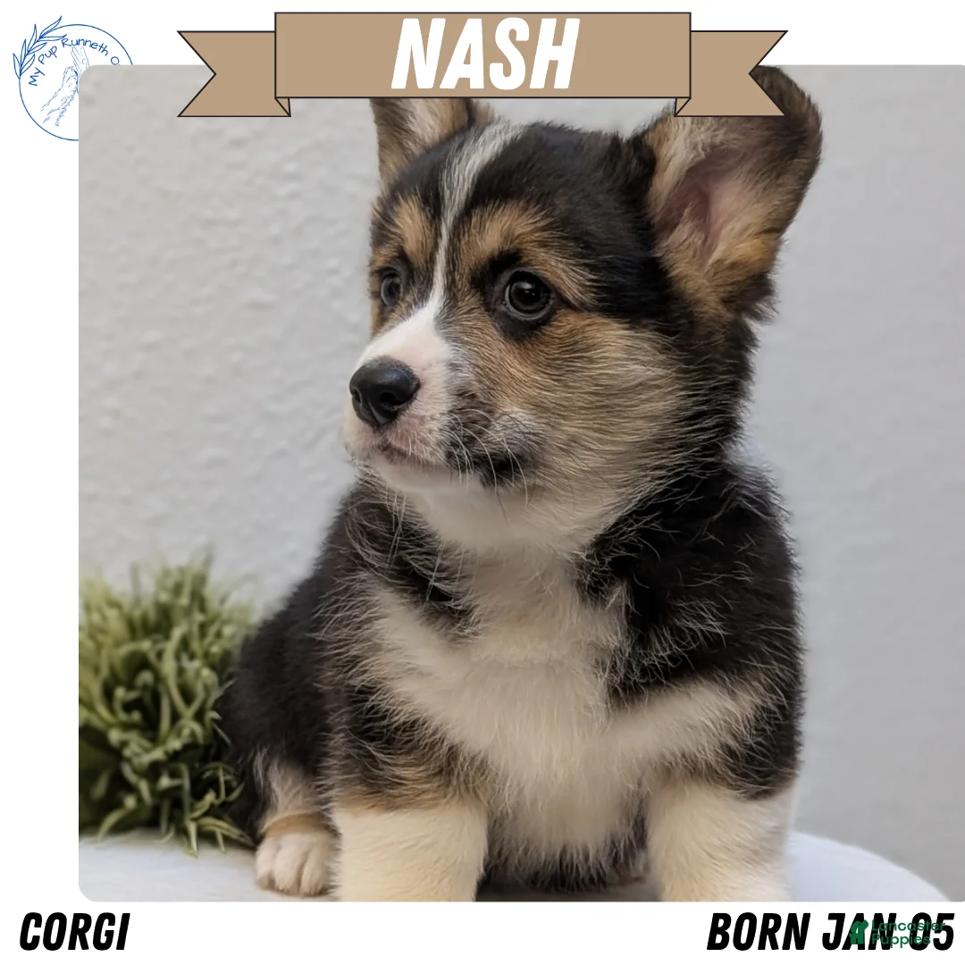 Welsh Corgi Pembroke dogs for sale: Nash - Ad 1