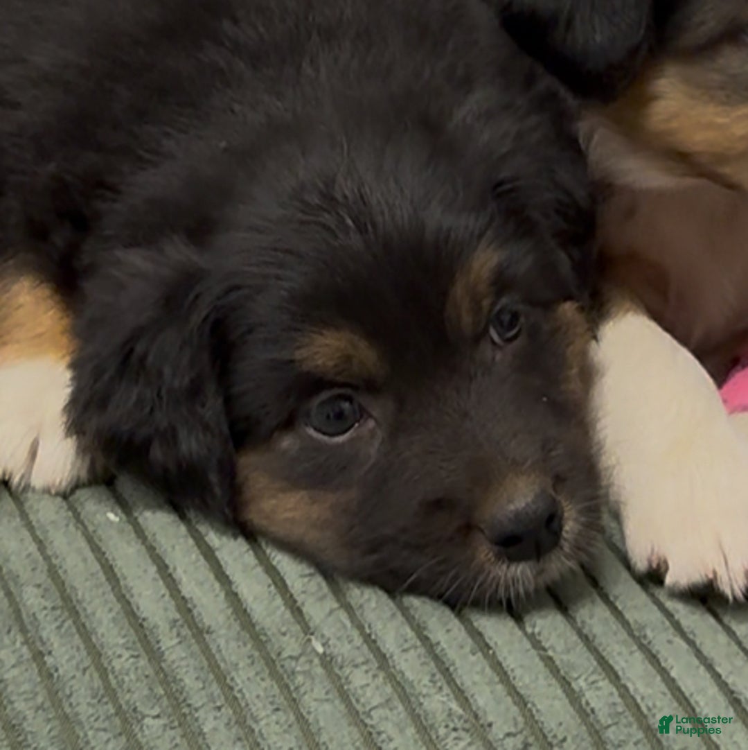 Australian Shepherd dogs for sale: Australian Shepherd Puppy 6 - Ad 6