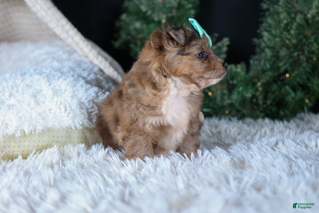 Mini Aussiedoodle dogs for sale: Gunner - Ad 16