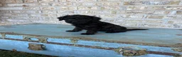 Miniature Labradoodle dogs for sale: Bonnie - Ad 8