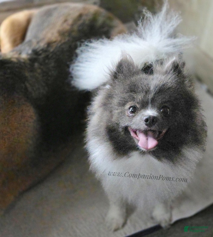 Pomeranian dogs Paris - Blue White Parti - Young Adult - Ad 1