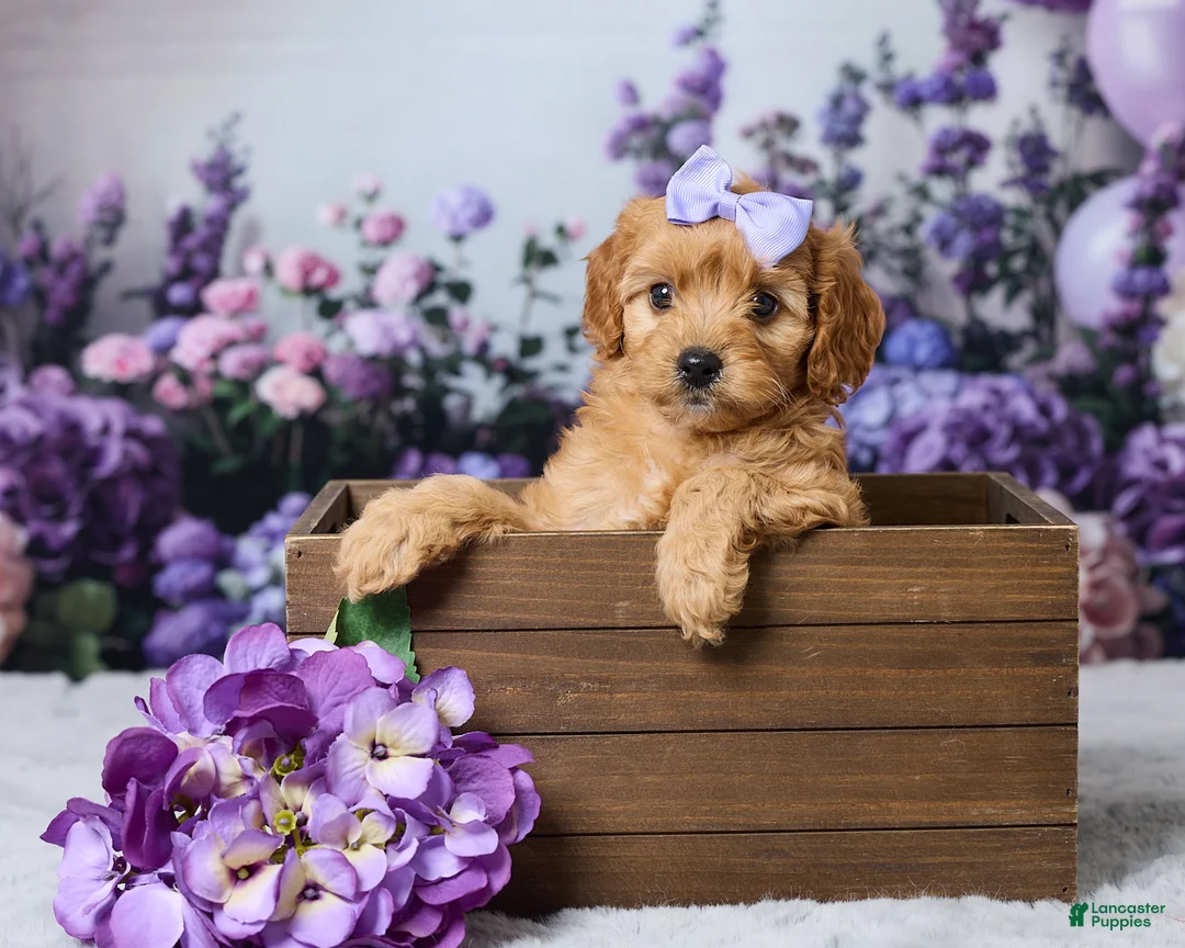 Cavapoo dogs for sale: Layla - Ad 1