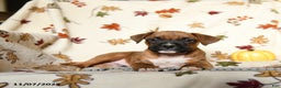 Boxer dogs for sale: Baldwin - Ad 9