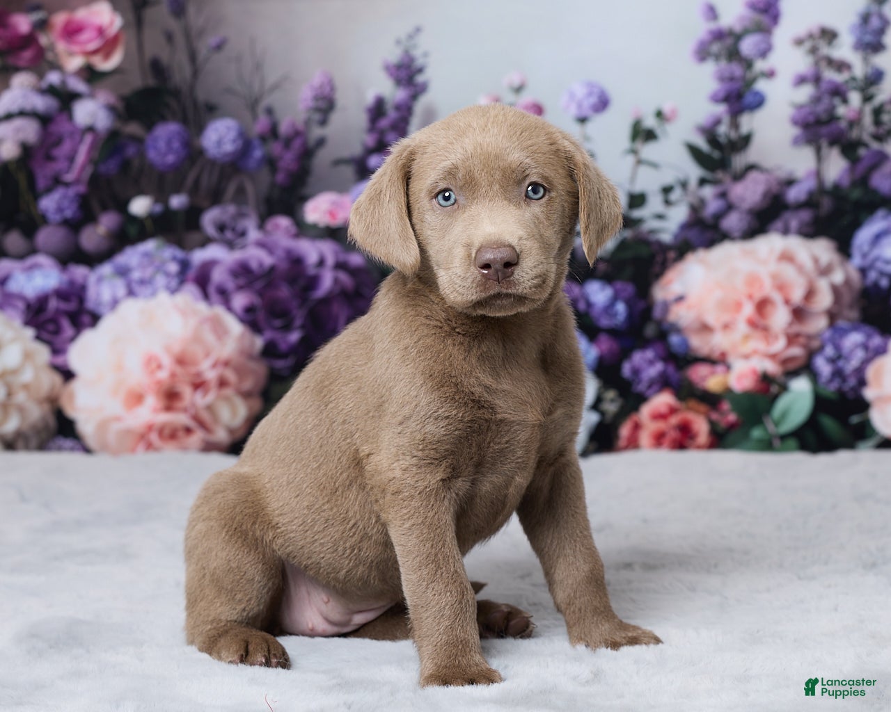 Labrador Retriever (Labrador, Female) in Baltic, OH