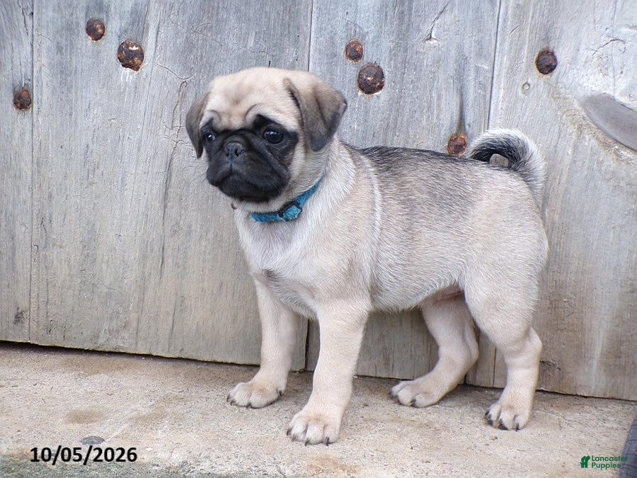 Pug dogs Spices - Ad 2