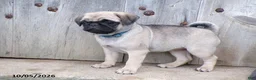 Pug dogs for sale: Spices - Ad 2