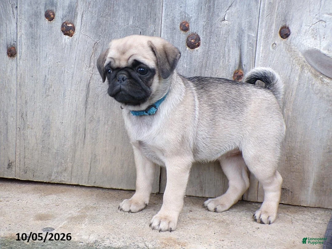 Pug dogs for sale: Spices - Ad 2