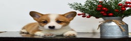 Welsh Corgi Pembroke dogs for sale: Hazel - Ad 4