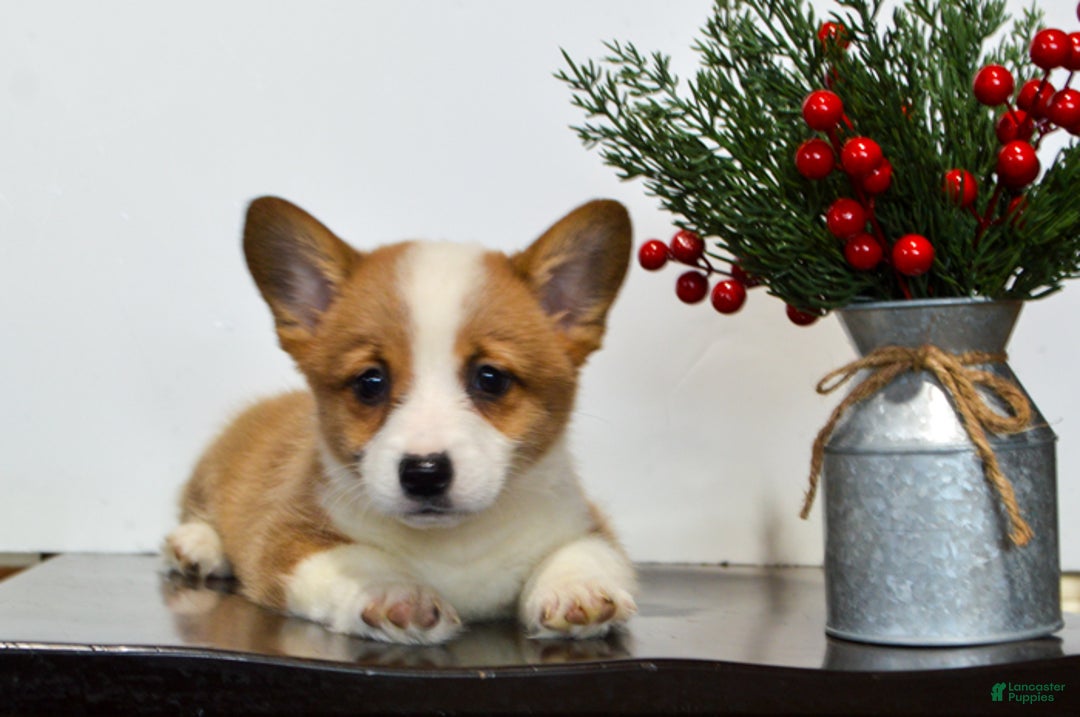 Welsh Corgi Pembroke dogs for sale: Hazel - Ad 4