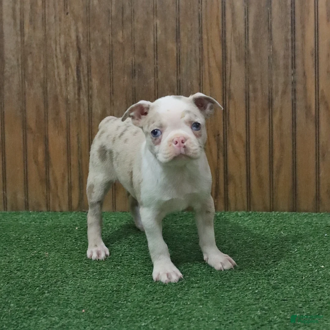 Boston Terrier dogs for sale: Beauty - Ad 5