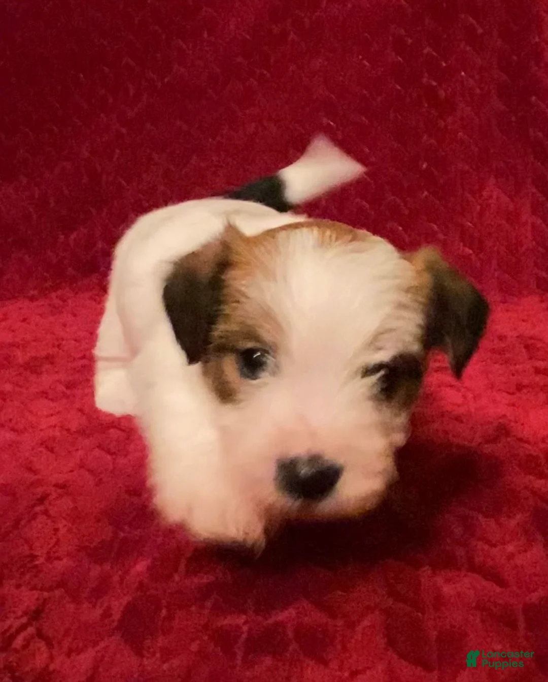 Jack Russell Terrier dogs for sale: Jack Russell Terrier Puppy 5 - Ad 10
