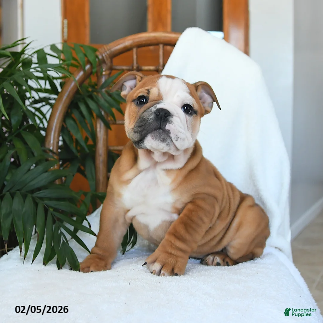English Bulldog dogs for sale: Molly - Ad 1