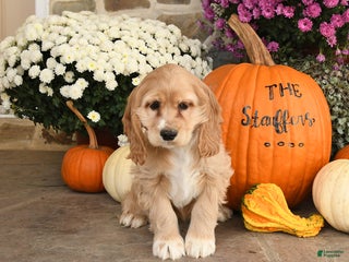 Cocker Spaniel dogs - Ad 13