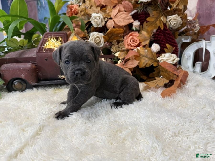 Cane Corso dogs Presley - Ad 1