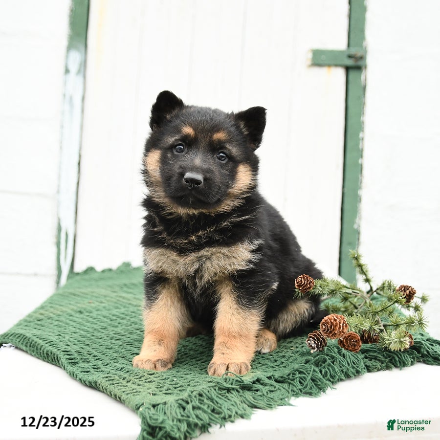 German Shepherd dogs Lily - Ad 17