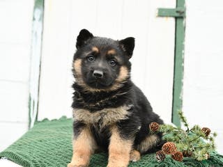 German Shepherd dogs Lily - Ad 17