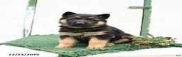 German Shepherd dogs for sale: Lily - Ad 1
