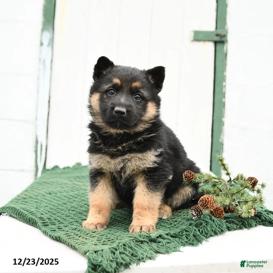 German Shepherd dogs for sale: Lily - Ad 1